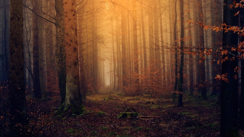 Magical Woodland Escape