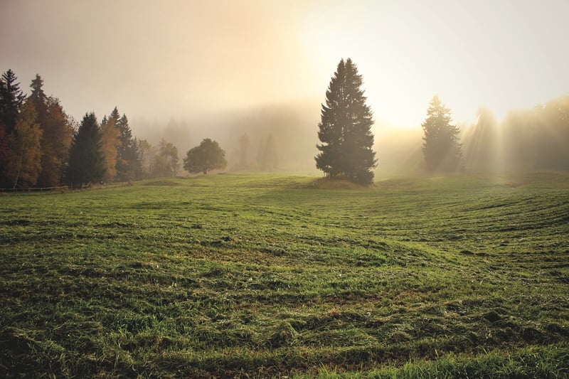 Whispering Meadows